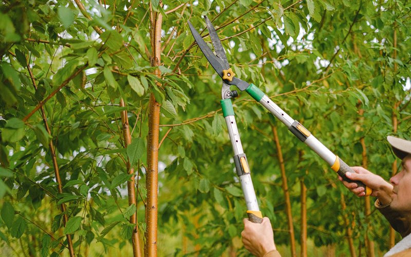 Tree trimming in Los Fresnos, TX
